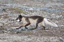 Arctic Fox (Alopex lagopus) running with a stolen Long-tailed Jaeger (Stercorarius parasiticus) egg in its mouth, Wrangel Island, Russia