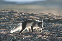 Arctic Fox (Alopex lagopus) with a stolen Long-tailed Jaeger (Stercorarius parasiticus) egg in its mouth, Wrangel Island, Russia