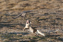 Long-tailed Jaeger (Stercorarius longicaudus) flying over intruding Arctic Fox (Alopex lagopus) near its nest, Wrangel Island, Russia
