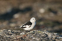 Snow Bunting (Plectrophenax nivalis) male in breeding plumage, Wrangel Island, Russia