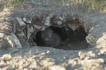Arctic Fox (Alopex lagopus) pup inside burrow, Wrangel Island, Russia