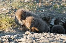 Arctic Fox (Alopex lagopus) pups at entrance to burrow, Wrangel Island, Russia