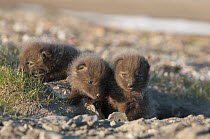 Arctic Fox (Alopex lagopus) pups emerging from burrow, Wrangel Island, Russia