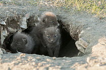 Arctic Fox (Alopex lagopus) pups at entrance to burrow, Wrangel Island, Russia