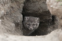 Arctic Fox (Alopex lagopus) pup looking out of its burrow, Wrangel Island, Russia