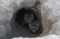 Arctic Fox (Alopex lagopus) cubs looking out of their den, Wrangel Island, Russia
