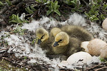 Snow Goose (Chen caerulescens) chicks in nest, Wrangel Island, Russia