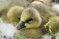 Snow Goose (Chen caerulescens) chick in its nest, Wrangel Island, Russia