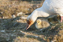 Snow Goose (Chen caerulescens) mother tending to her chicks, Wrangel Island, Russia