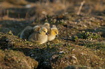 Snow Goose (Chen caerulescens) chicks huddling for warmth, Wrangel Island, Russia