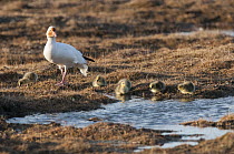 Snow Goose (Chen caerulescens) mother and her chicks bathing and drinking at tundra pool, Wrangel Island, Russia