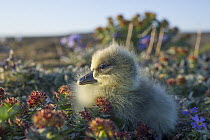 Snow Goose (Chen caerulescens) newly hatched chick, Wrangel Island, Russia