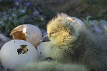 Snow Goose (Chen caerulescens) newly hatched chick with sibling breaking through egg, Wrangel Island, Russia