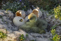Snow Goose (Chen caerulescens) newly hatched chicks in nest lined with down feathers, Wrangel Island, Russia