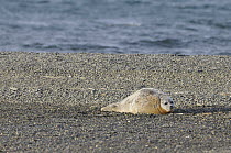 Ringed Seal (Phoca hispida) lying on beach, Wrangel Island, Russia