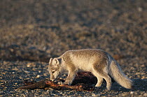 Arctic Fox (Alopex lagopus) juvenile eating a carcass, Wrangel Island, Russia