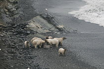 Polar Bear (Ursus maritimus) group feeding on Pacific Walrus (Odobenus rosmarus divergens) carcass on beach, Wrangel Island, Russia