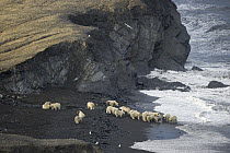 Polar Bear (Ursus maritimus) group feeding on carcass on beach, Wrangel Island, Russia