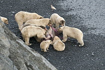 Polar Bear (Ursus maritimus) group feeding on carcass near tide line on beach, Wrangel Island, Russia