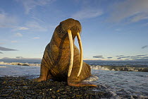 Pacific Walrus (Odobenus rosmarus divergens), Wrangel Island, Russia
