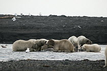 Polar Bear (Ursus maritimus) group feeding on carcass in water, Wrangel Island, Russia