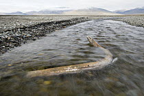 Woolly Mammoth (Mammuthus primigenius) tusk in fast-flowing shallow stream, Wrangel Island, Russia