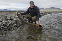 Woolly Mammoth (Mammuthus primigenius) tusk held by Sergey Gorshkov on bank of fast-flowing shallow stream, Wrangel Island, Russia