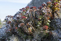Roseroot Stonecrop (Rhodiola rosea) covered in ice, Wrangel Island, Russia