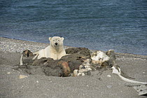 Polar Bear (Ursus maritimus) feeding on whale carcass on beach, Wrangel Island, Russia