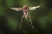 Wasp (Belonogaster juncea) flying, Matobo National Park, Zimbabwe