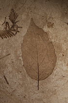 Alder (Alnus heterodonta) thirty-three million year old fossil leaf, John Day Fossil Beds National Monument, Oregon