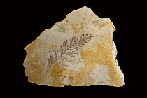 Metasequoia (Metasequoia sp) thirty-three million year old fossil needles, John Day Fossil Beds National Monument, Oregon