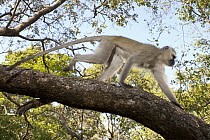 Vervet Monkey (Chlorocebus pygerythrus) male climbing in tree, Matopos Hills, Matobo National Park, Zimbabwe