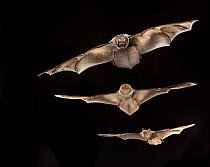 Hoary Bat (Lasiurus cinereus) male with female Eastern Red Bat (Lasiurus borealis) below and Eastern Pipistrelle (Pipistrellus subflavus) below her, Conasauga River, Chattahoochee-Oconee National Fore...