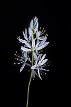 Small Camas (Camassia quamash) flower, Weippe Praire, Idaho