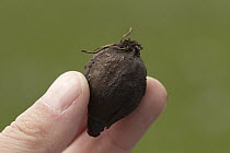Small Camas (Camassia quamash) edible bulb, Weippe Prairie, Idaho
