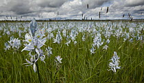 Small Camas (Camassia quamash) flowers in prairie, Weippe Prairie, Idaho