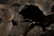 Western Long-eared Myotis (Myotis volans) followed by Long-legged Myotis (Myotis volans) leaving cave, Pond Cave, Craters of the Moon National Monument, Idaho