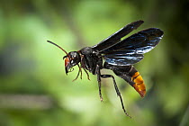 Potter Wasp (Anterhynchium sp) female flying, Matobo National Park, Zimbabwe
