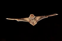 Eastern Red Bat (Lasiurus borealis) female flying, Conasauga River, Chattahoochee-Oconee National Forest, Georgia