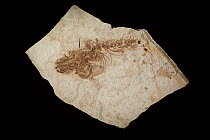 Mud-Minnow (Novumbra oregonensis) thirty-three million year old fossil, John Day Fossil Beds National Monument, Oregon
