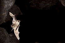 Long-legged Myotis (Myotis volans) pair leaving cave, Pond Cave, Craters of the Moon National Monument, Idaho