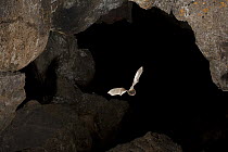 Long-legged Myotis (Myotis volans) leaving cave, Pond Cave, Craters of the Moon National Monument, Idaho