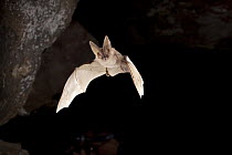 Townsend's Big-eared Bat (Corynorhinus townsendii) leaving cave, Pond Cave, Craters of the Moon National Monument, Idaho