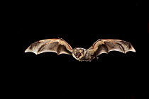 Hoary Bat (Lasiurus cinereus) male flying, Conasauga River, Chattahoochee-Oconee National Forest, Georgia