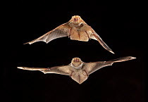 Eastern Red Bat (Lasiurus borealis) male and female flying, Conasauga River, Chattahoochee-Oconee National Forest, Georgia, digital composite