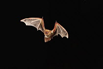 Eastern Red Bat (Lasiurus borealis) male flying, Conasauga River, Chattahoochee-Oconee National Forest, Georgia