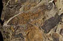 Fossil of fourty-four million year old leaves, John Day Fossil Beds National Monument, Oregon