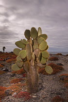 Opuntia (Opuntia echios) cactus surrounded by Sea-purslane (Sesuvium edmonstonei), South Plaza Island, Galapagos Islands, Ecuador
