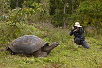 Galapagos Giant Tortoise (Chelonoidis nigra) photographed by tourist, Santa Cruz Island, Galapagos Islands, Ecuador